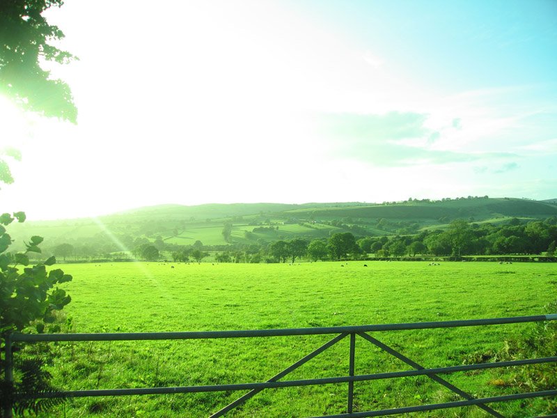 the fields in front of Hannah's parents' house
