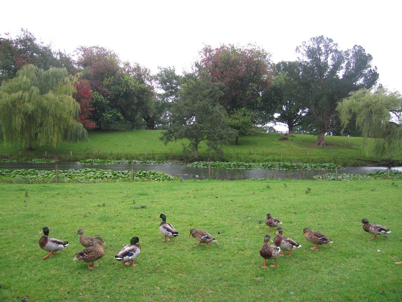 duckies in shropshire
