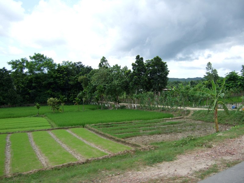 this one pic shows rice in its different stages of cultivation/growth.  each plot is in a different growth cycle
