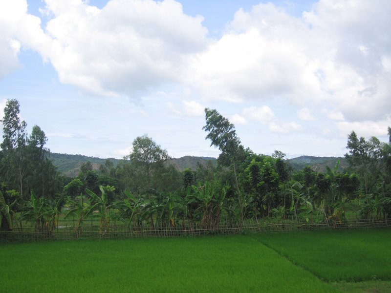 shades of green and blue... rice fields, banana trees, blue hills in the back and the blue sky with puffy white clouds
