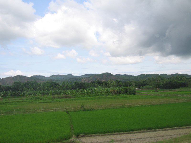 more rice fields, banana plantations, and the hills
