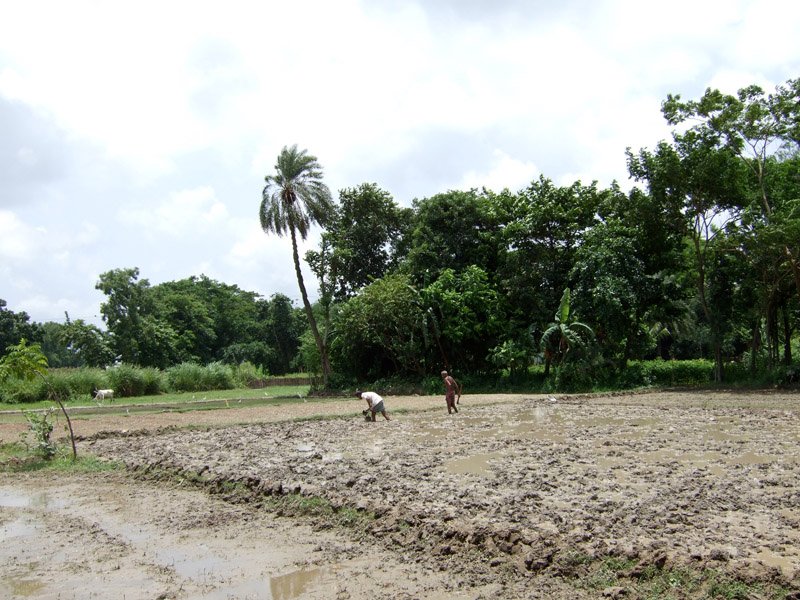 farmers preparing the land for rice planting.  this is the countryside on the way to Comilla from Dhaka
