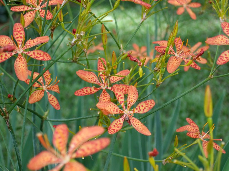 one of my favourite flowers from my childhood, they used to grow in my grandmother's garden but i hadn't seen them since.  i found them growing in the cemetary
