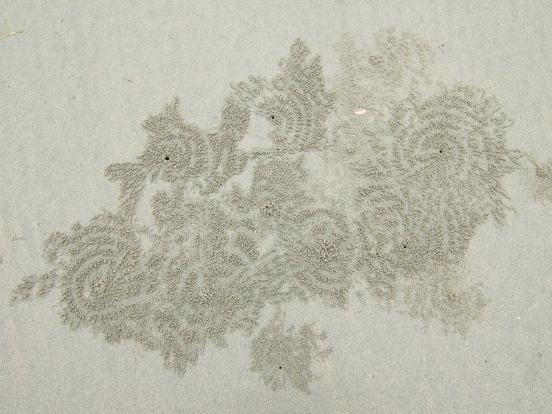patterns created by crabs in the sand
