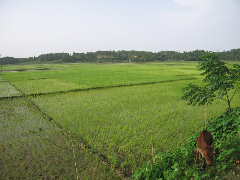 cow in the field. there were animals everywhere, in the fields, along the road, on the road... cows, goats, chickens mainly.
