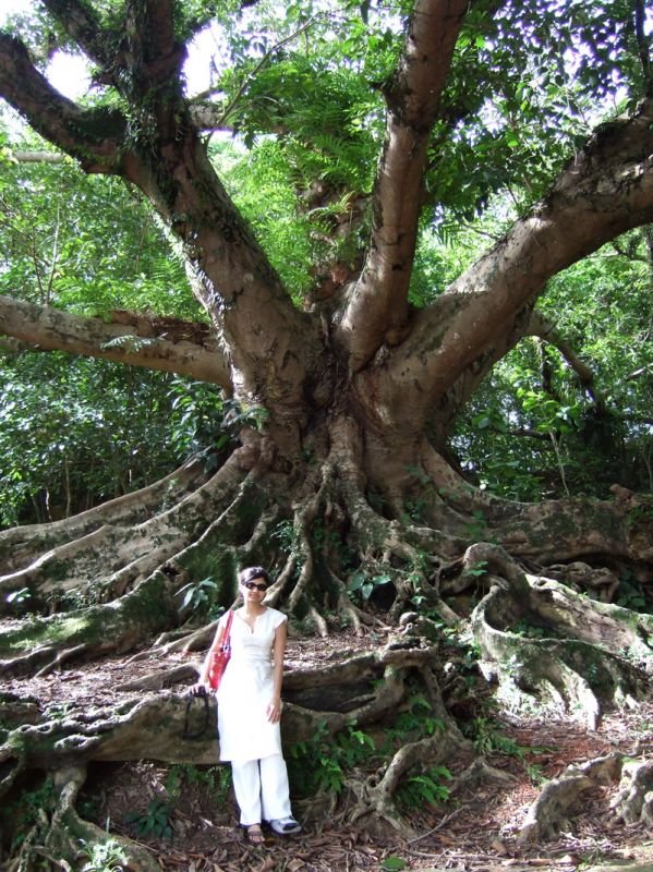 you could find these immense trees "bot gaach" all over the villages of bangladesh at one time
