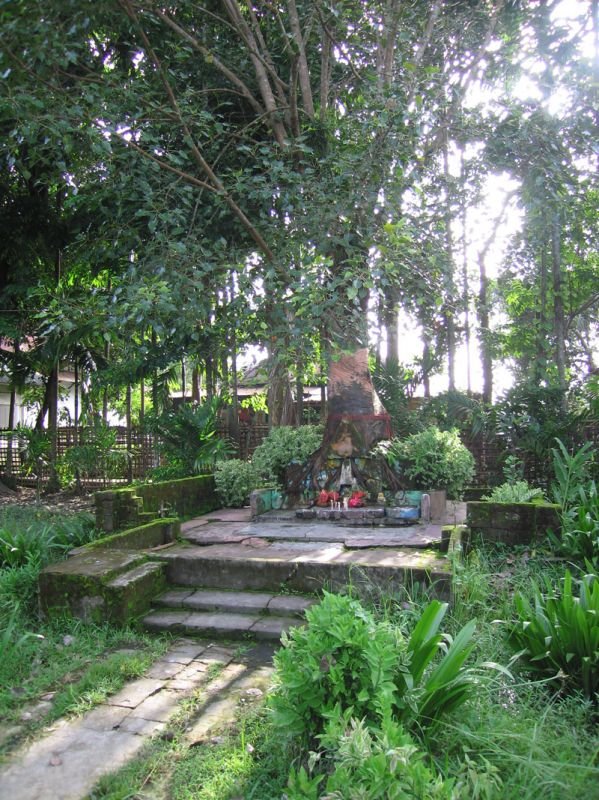 shrine set up in front of this old tree
