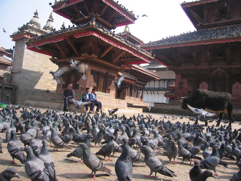 hundreds of pigeons in this one section of the sprawling Durbar Square (one of the UNESCO world heritage sites) 
