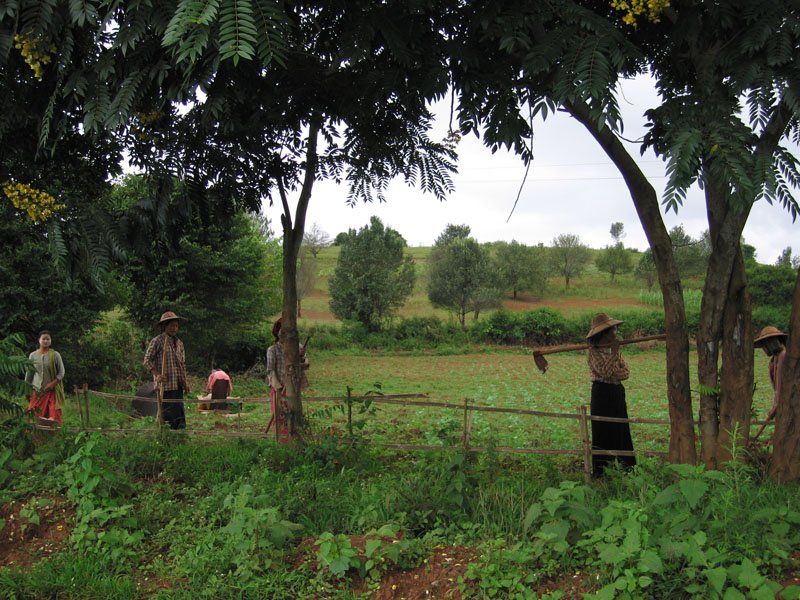 shan women working in the fields
