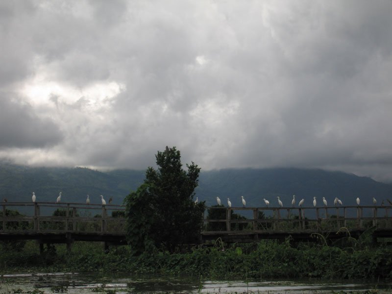 birds all hanging out
