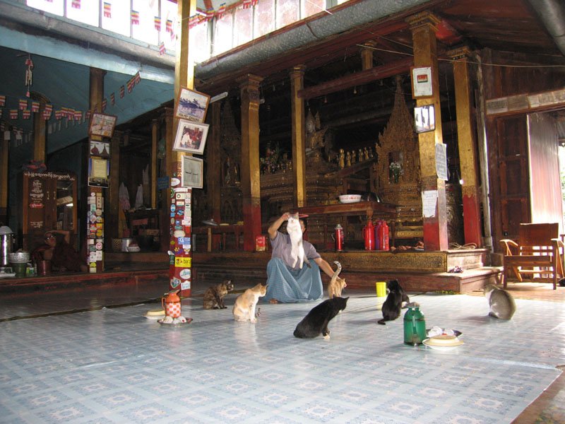 this cat is jumping through the hoop - you can see it in the air with its ears through the hoop
