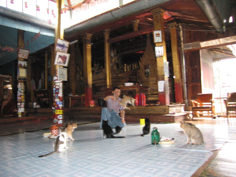 kitty's made it!  successful clean jump as you can see!
