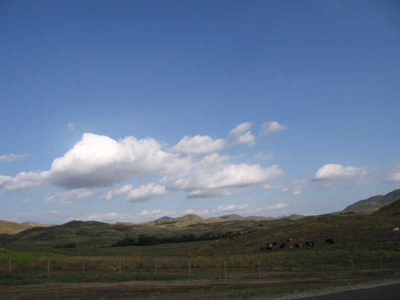san diego countryside - look at the cows grazing on the hillside
