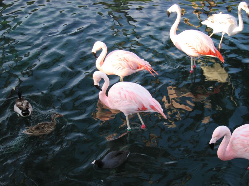 the little black duck with the white head was so cute - all the other ducks were slowly swimming around while this little one was zipping all over the place like mad

