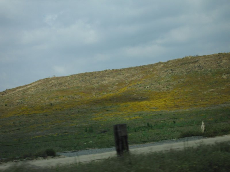 wildflowers growing everywhere up in the mountains
