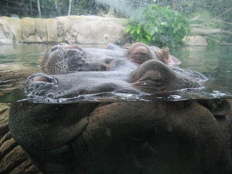 2 hippos snuggling together and napping - i've never been this close to a hippo!
