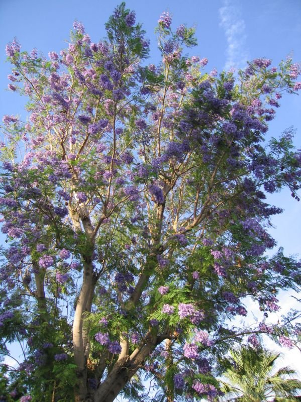 these trees were amazing, bursts of color, dripping with purple blossoms! they reminded me of nairobi too
