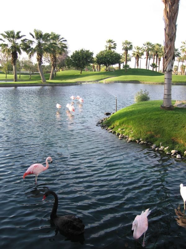the Black Swan & the Flamingoes - in Palm Desert
