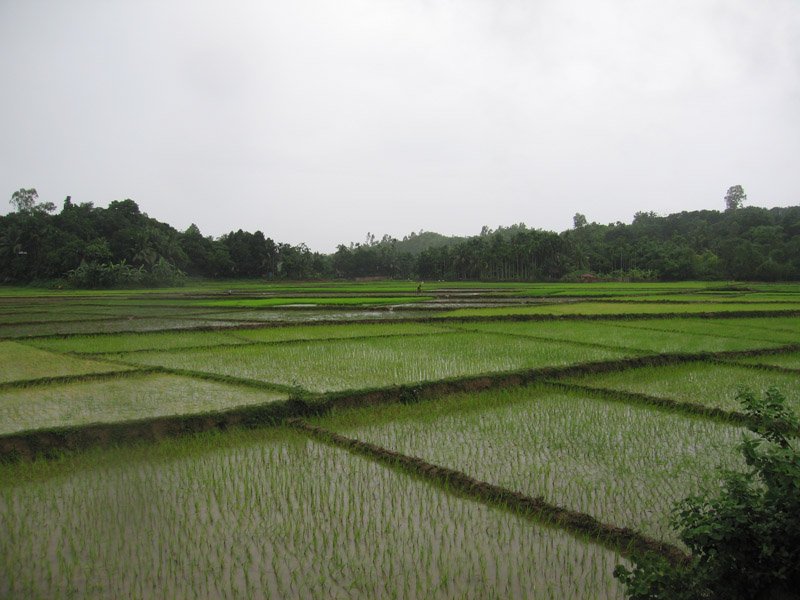 the rice fields were so beautiful

