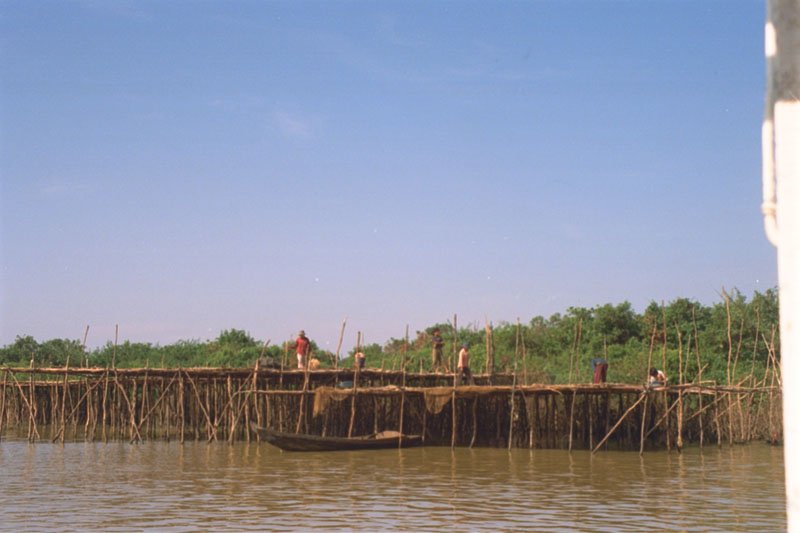 they use these elaborate bamboo setups to catch fish - fish from the Tonle Sap is the main source of protein for most of the population of Cambodia
