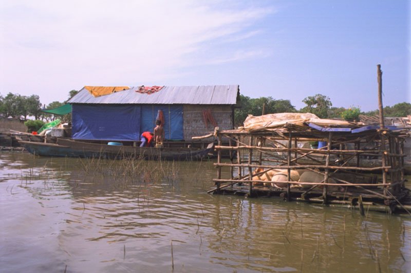 pigs sleeping in the afternoon sun in their floating pen.  the naked little boy in the background is being given a bath
