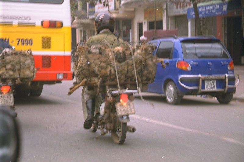 live dogs piled into a cage on the back of a motorcycle - to be cooked into dishes at restaurants
