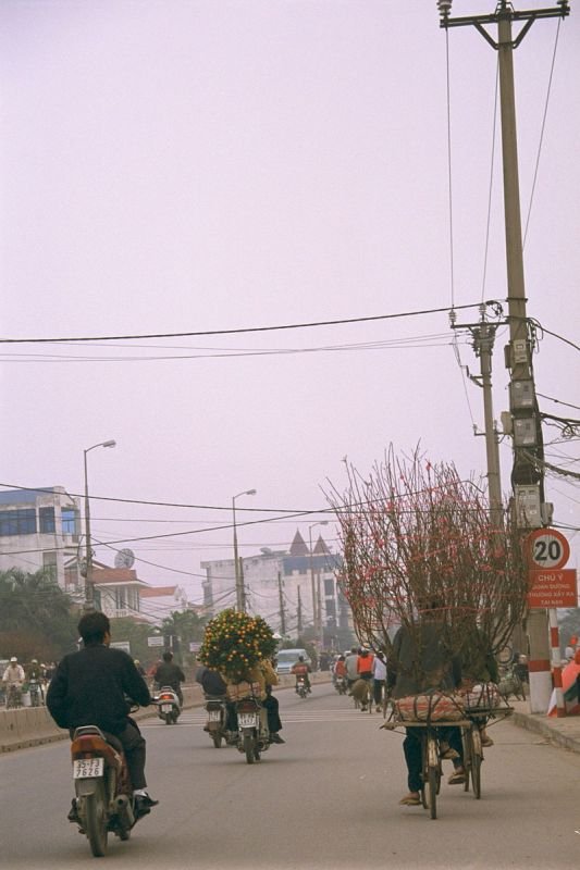 red flowery bushes were also very popular for Tet, in addition to the orange bushes
